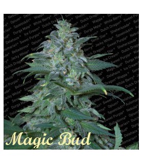 banco de semillas PARADISE MAGIC BUD