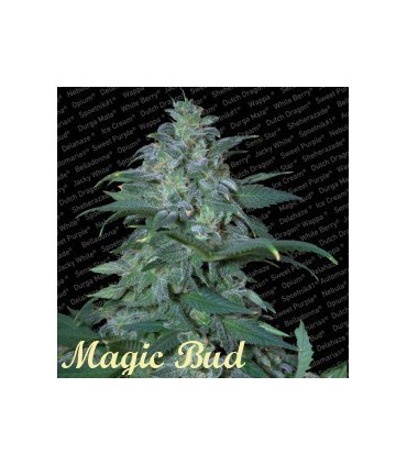banco de semillas PARADISE MAGIC BUD