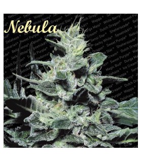 banco de semillas PARADISE NEBULA II CBD 100% PARADISE