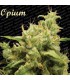 OPIUM