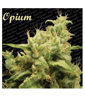banco de semillas PARADISE OPIUM