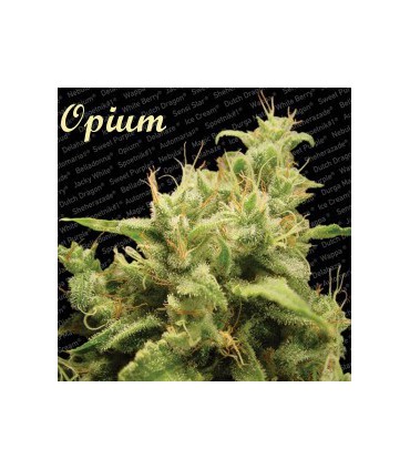 OPIUM
