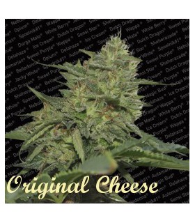 banco de semillas PARADISE ORIGINAL CHEESE