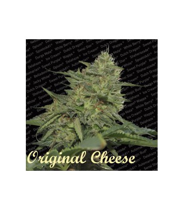 banco de semillas PARADISE ORIGINAL CHEESE