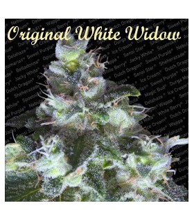 banco de semillas PARADISE ORIGINAL WHITE WIDOW