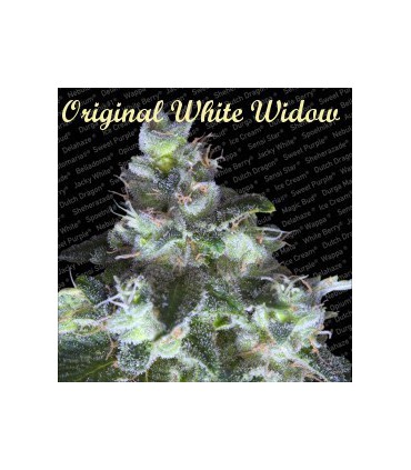 banco de semillas PARADISE ORIGINAL WHITE WIDOW