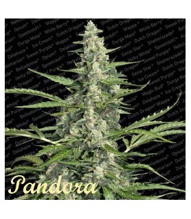 banco de semillas PARADISE PANDORA