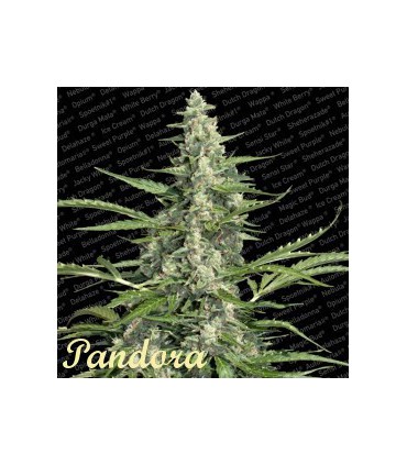 PANDORA