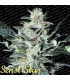SENSI STAR