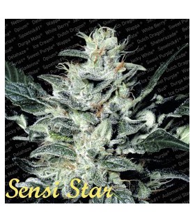 banco de semillas PARADISE SENSI STAR