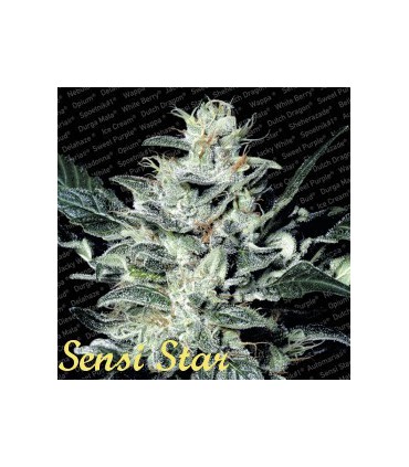 banco de semillas PARADISE SENSI STAR