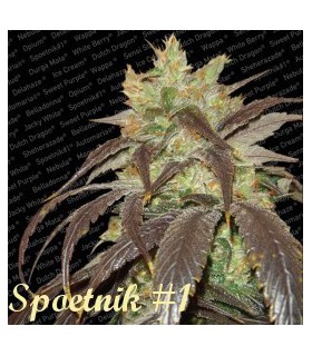 banco de semillas PARADISE SPOETNIK