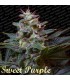 banco de semillas PARADISE SWEET PURPLE