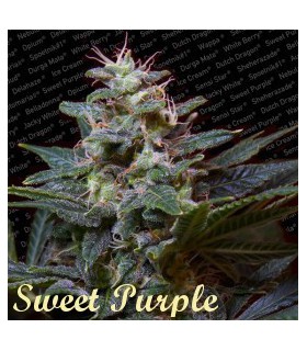 banco de semillas PARADISE SWEET PURPLE
