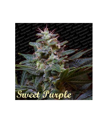 banco de semillas PARADISE SWEET PURPLE