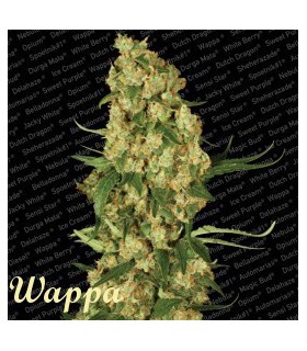 banco de semillas PARADISE WAPPA