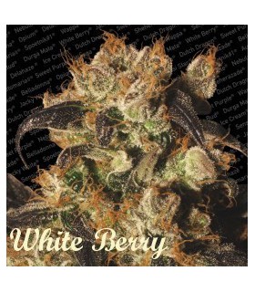 banco de semillas PARADISE WHITE BERRY
