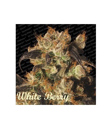 WHITE BERRY