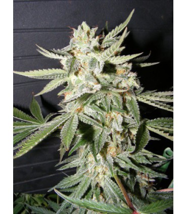 banco de semillas THE KUSH BROTHER CONFIDENCIAL MEDICINE THE KUSH BROTHERS SEEDS