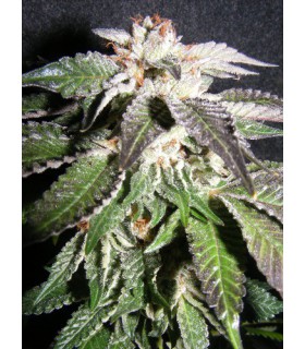banco de semillas THE KUSH BROTHER CONFIDENCIAL OG 100% THE KUSH BROTHERS SEEDS