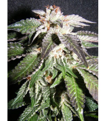 banco de semillas THE KUSH BROTHER CONFIDENCIAL OG 100% THE KUSH BROTHERS SEEDS