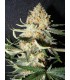 EXOTIC KUSH 100% THE KUSH BROTHERS SEEDS