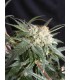MALIBU 100% THE KUSH BROTHERS SEEDS