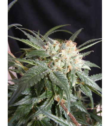 banco de semillas THE KUSH BROTHER MALIBU 100% THE KUSH BROTHERS SEEDS