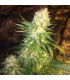 MASS KUSH 100% THE KUSH BROTHERS SEEDS