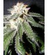 banco de semillas THE KUSH BROTHER OG CHEESE 100% THE KUSH BROTHERS SEEDS