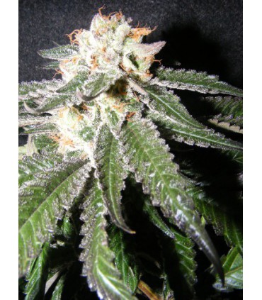 banco de semillas THE KUSH BROTHER OG CHEESE 100% THE KUSH BROTHERS SEEDS