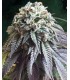 THE DARK SIDE 100% THE KUSH BROTHERS SEEDS