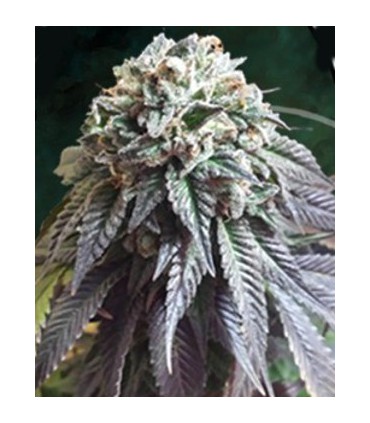 banco de semillas THE KUSH BROTHER THE DARK SIDE 100% THE KUSH BROTHERS SEEDS