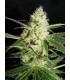 YELLOWSTONE 100% THE KUSH BROTHERS SEEDS