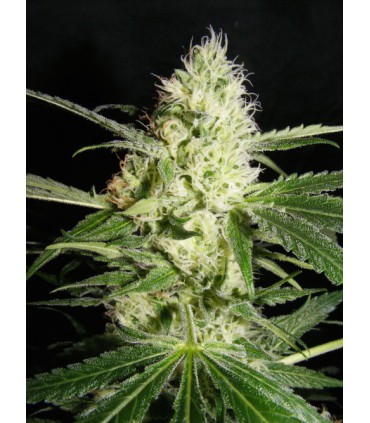 banco de semillas THE KUSH BROTHER YELLOWSTONE 100% THE KUSH BROTHERS SEEDS