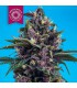 KUSHMATIC AUTO 100% TROPICAL SEEDS