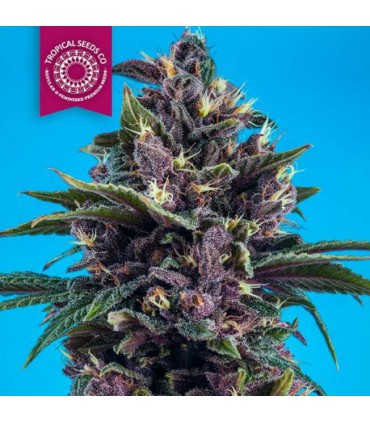 KUSHMATIC AUTO 100% TROPICAL SEEDS