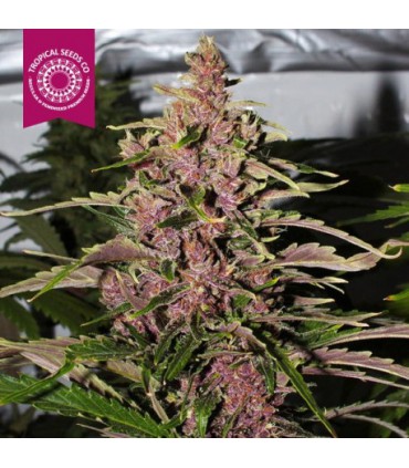 AFROKUSH 100% TROPICAL SEEDS