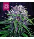 BISHO PURPLE 100% TROPICAL SEEDS