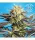 banco de semillas TROPICAL SEEDS DANDY DANCE 100% TROPICAL SEEDS