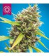 DURBAKISTAN 100% TROPICAL SEEDS