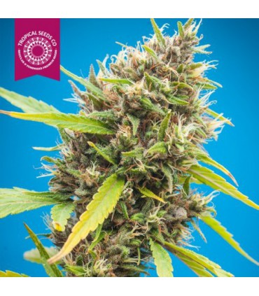 DURBAKISTAN 100% TROPICAL SEEDS