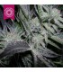 HEAVEN´S GATE 100% TROPICAL SEEDS