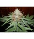 KOKIRI FOREST 100% TROPICAL SEEDS