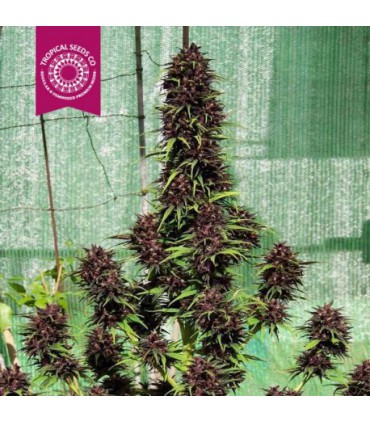 SMOOTH SMOKE 100%TROPICAL SEEDS