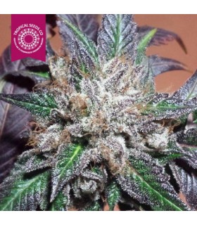 banco de semillas TROPICAL SEEDS BUBBLER KUSH REGULAR TROPICAL SEEDS