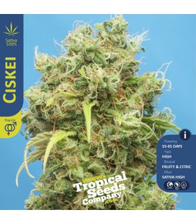 CISKEI REGULAR TROPICAL SEEDS