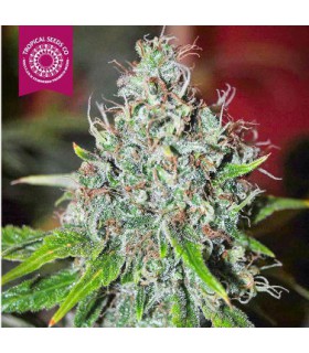 COGNITION REGULAR TROPICAL SEEDS