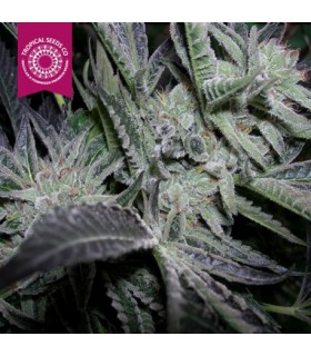 HEAVEN'S GATE REGULAR TROPICA SEEDS