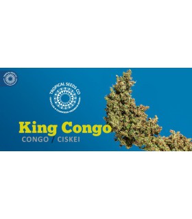 banco de semillas TROPICAL SEEDS KING KONGO REGULAR TROPICAL SEEDS